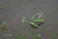 Aponogeton satarensis